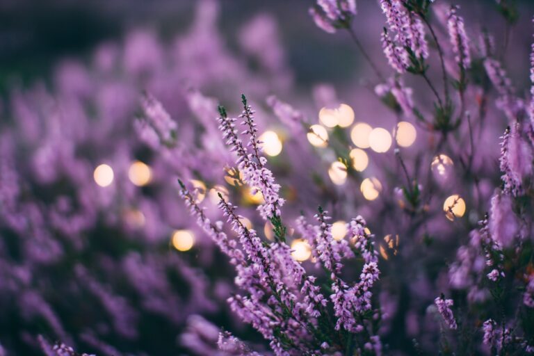 daiga ellaby ClWvcrkBhMY unsplash